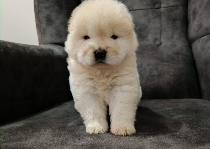 Yavru chow chow